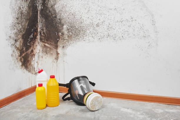 Best Mold Testing and Inspection Services in Vandalia, IL