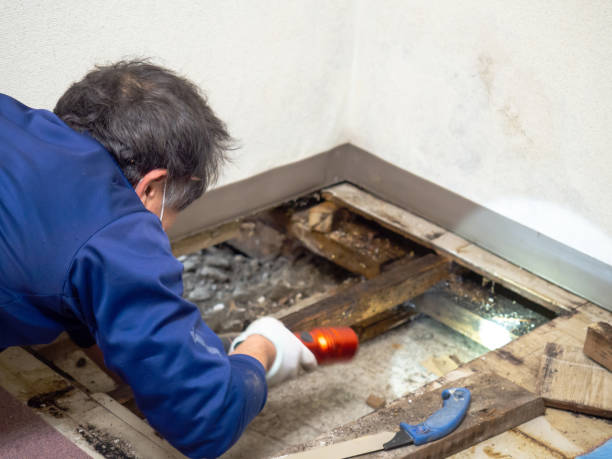 Best DIY Mold Remediation Support Services in Vandalia, IL