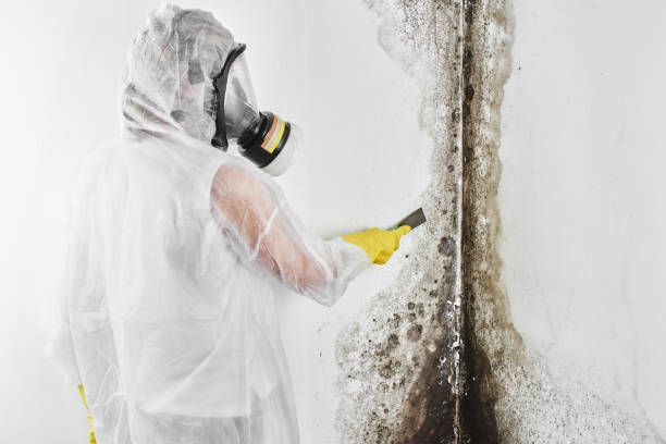 Best Kitchen Mold Remediation in Vandalia, IL