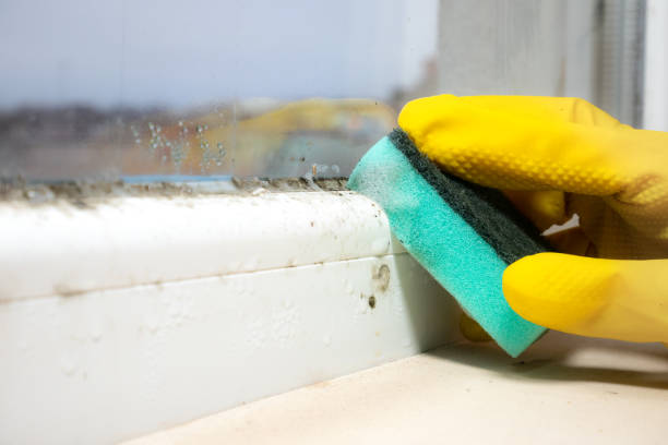 Best Localized Mold Remediation (e.g., coastal areas, humid climates) in Vandalia, IL