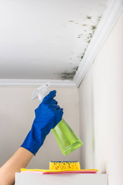 Professional Mold Remediation in Vandalia, IL